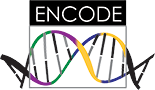 Logo for Encyclopedia of DNA Elements